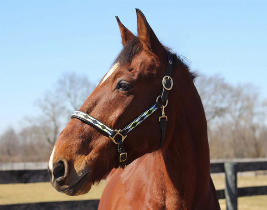 Embroidered Leather Halter - Colorful Aztec Pattern Halter with Brass Hardware
