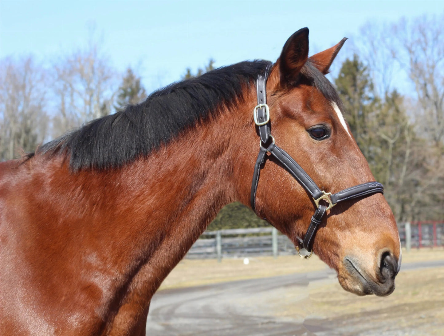 Lightweight Leather Halter - Kushy Halter with Adjustable Fit