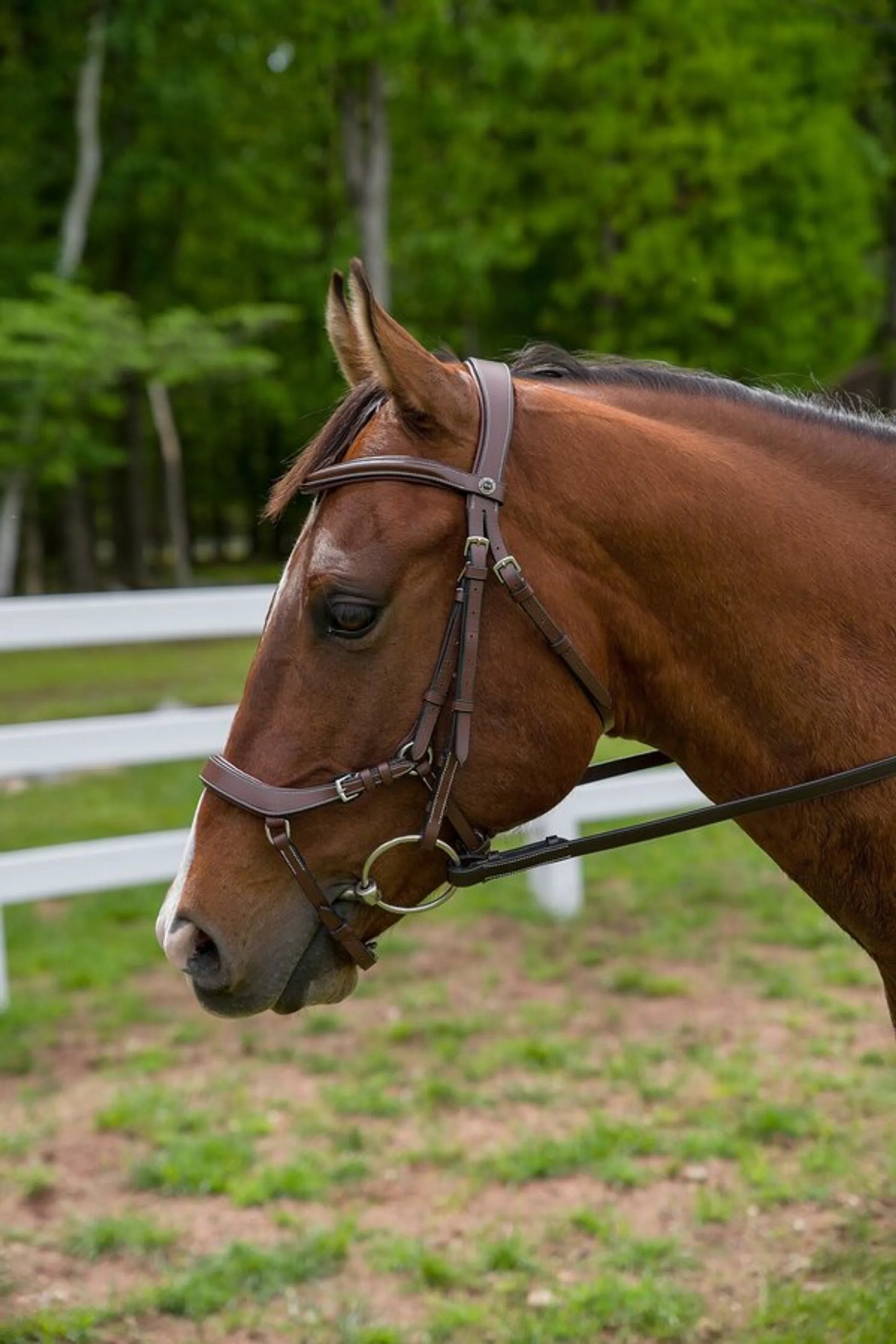 Brown horse wearing Henri de Rivel Pro Anatomical Bridle - Australian Nut - Oversize in outdoor paddock setting