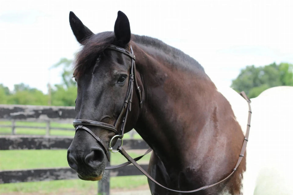 Patent Leather Horse Bridle - Padded Monocrownpiece Bridle with Flash, Havana/1, view 2