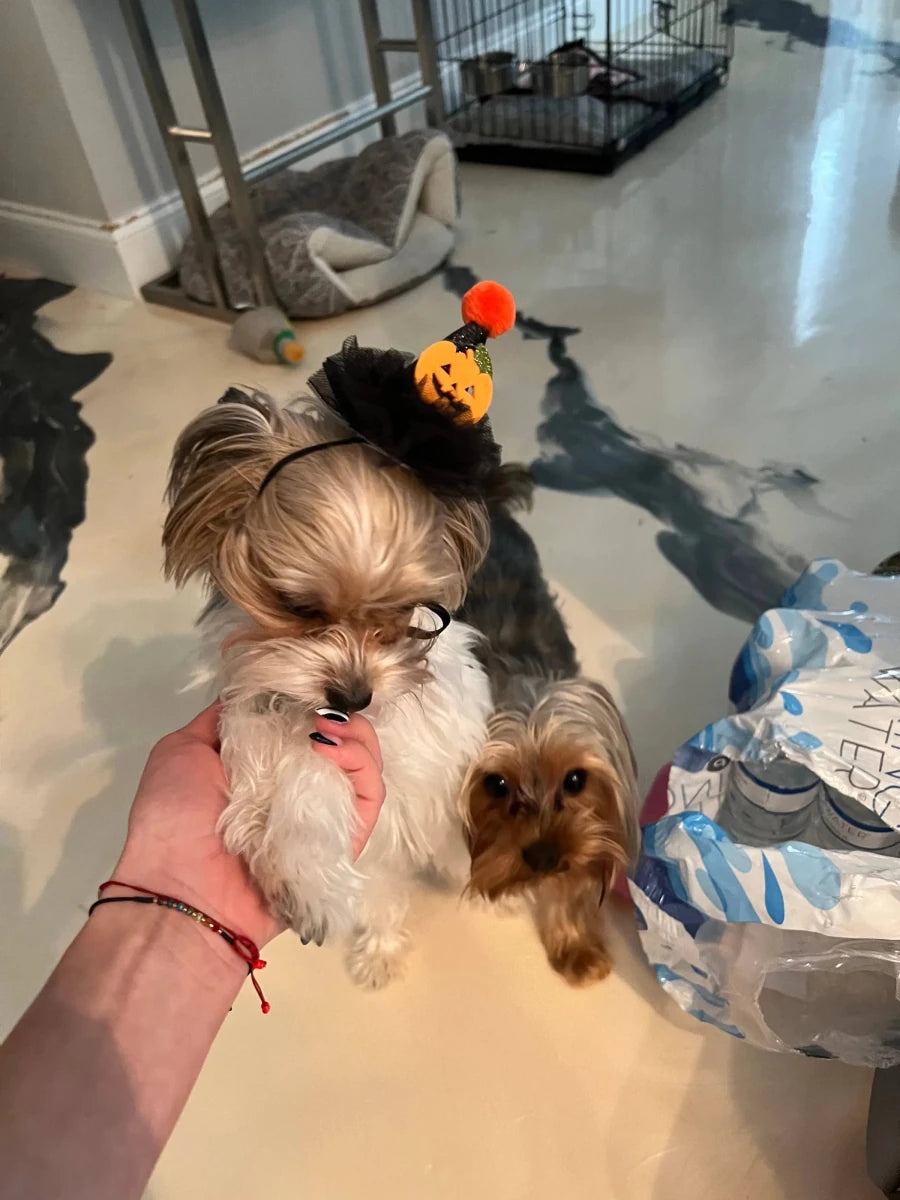 Pumpkin Witch Wizard Hat - Pets Perfect