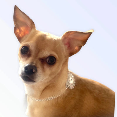 Silver Rectangle Burst Stone - Pets Perfect