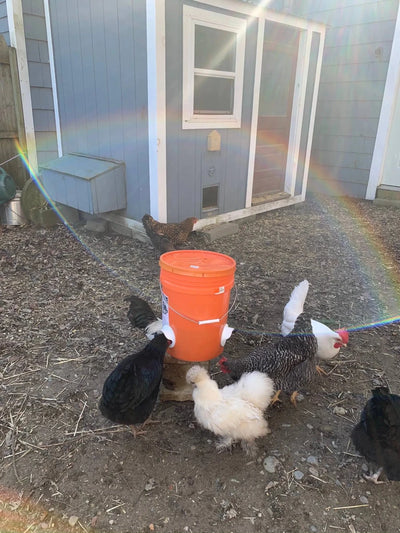 Poultry Pro Feeder, 1