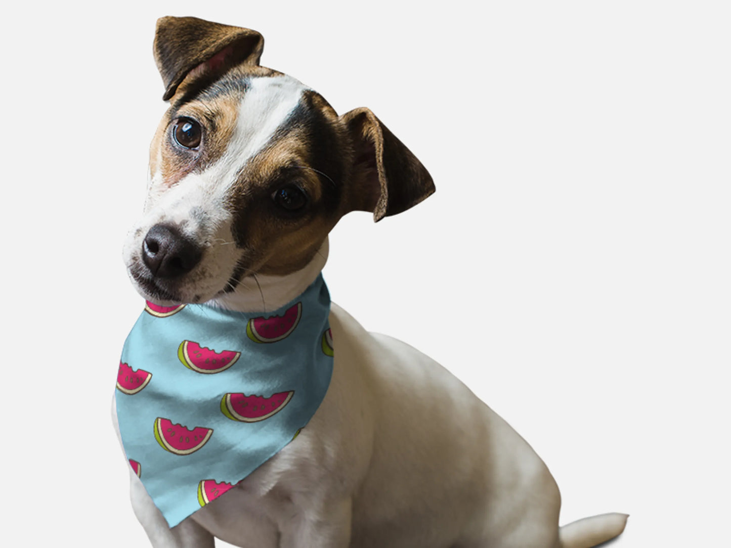 Summer Watermelon Dog Bandana by BanDoggie