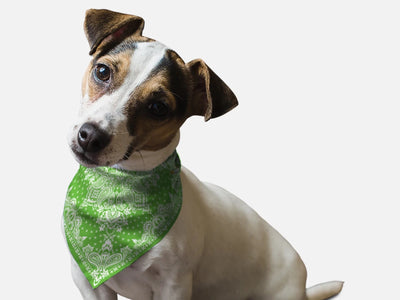 Kelly Green Paisley Dog Bandana by BanDoggie - Pets Perfect