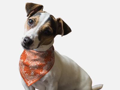 Orange Paisley Dog Bandana by BanDoggie - Pets Perfect