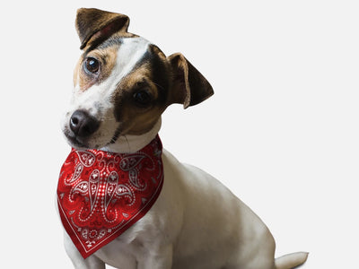 Red Paisley Dog Bandana by BanDoggie - Pets Perfect