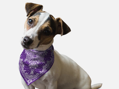 BanDoggie Violet Paisley Dog Bandana - Western-Inspired Microfiber Pet Bandana - Pets Perfect