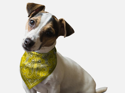 Yellow Paisley Dog Bandana by BanDoggie - Pets Perfect