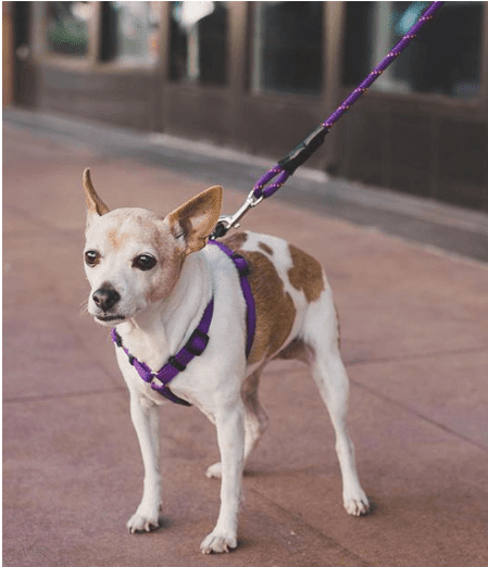Premium Padded Rope Leash For Dogs Of All Sizes - Pets Perfect