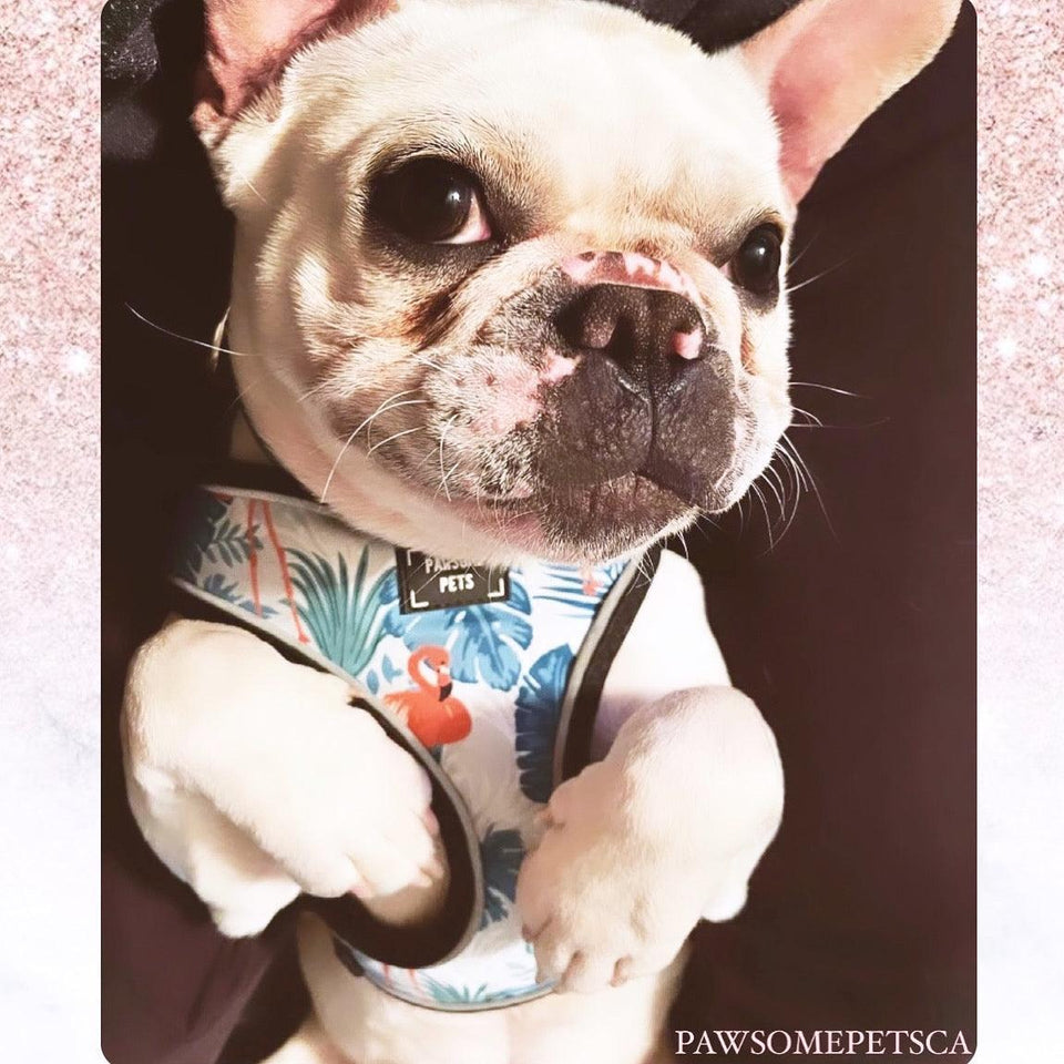 Adjustable Dog Harness, Blumond Flamingo, view 2