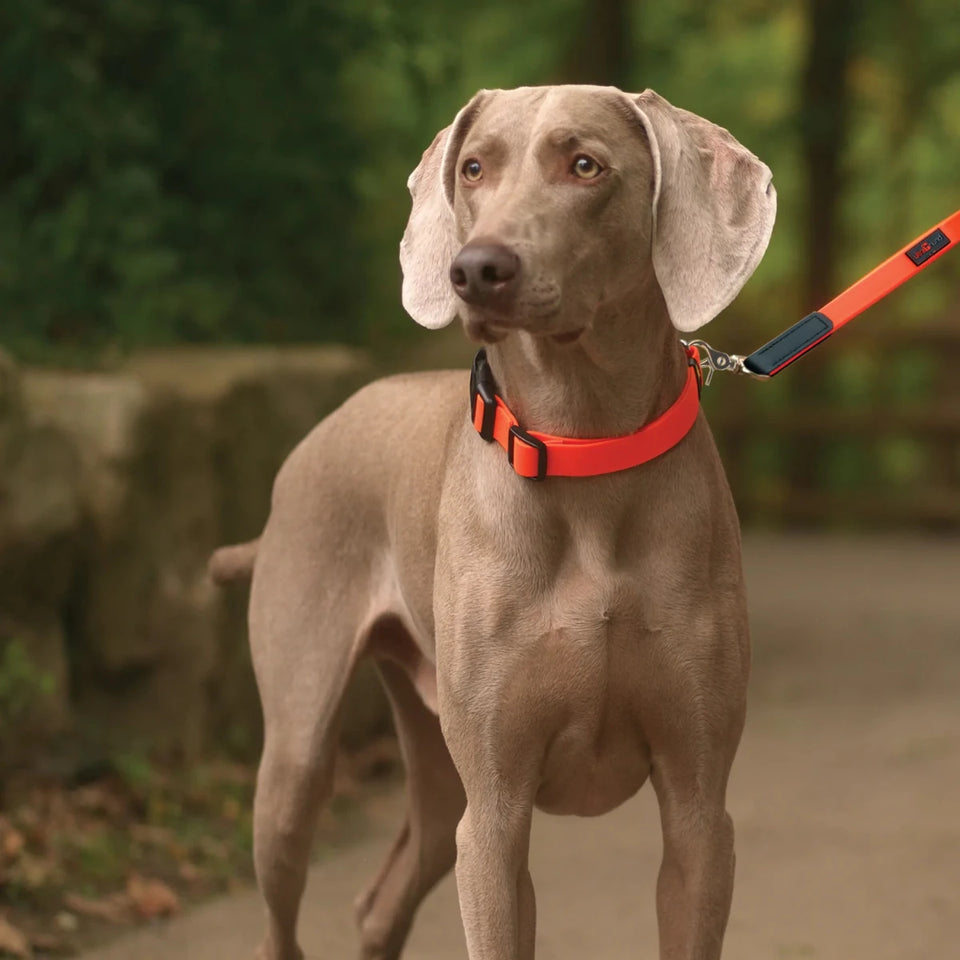 Boss Regular Dog Leash - Pets Perfect