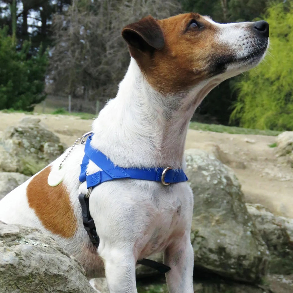 Freedom Dog Harness - Pets Perfect