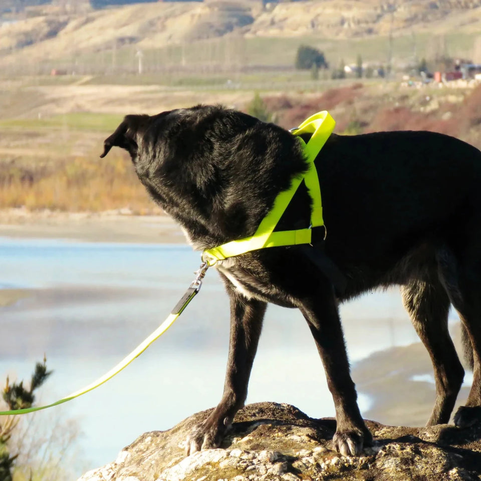Freedom Dog Harness - Pets Perfect