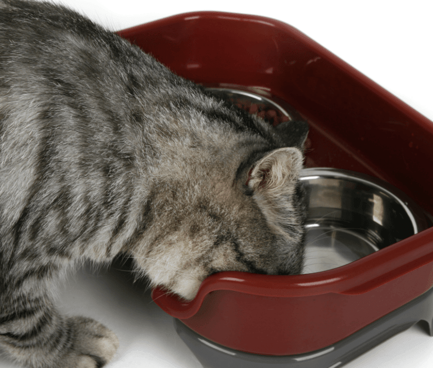 Dog Hugs Cat Pet Double Basin Stainless Steel Bowl Set - Food and Water Dog Bowl - Pets Perfect