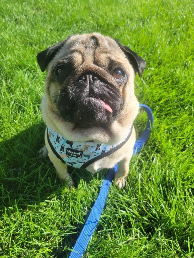Adjustable Dog Harness, Dapper Doggy, view 2