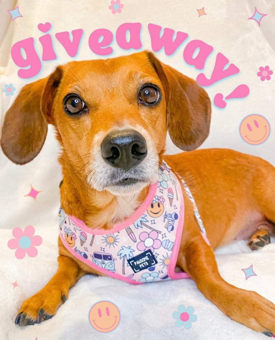 Adjustable Dog Harness, Smile Everyday, view 2