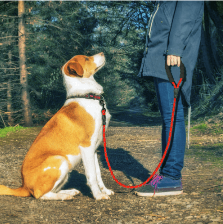Reflective Comfort Leash - Premium Nylon Dog Leash For Walking And Training - Ultimate Pet Safety And Control - Pets Perfect