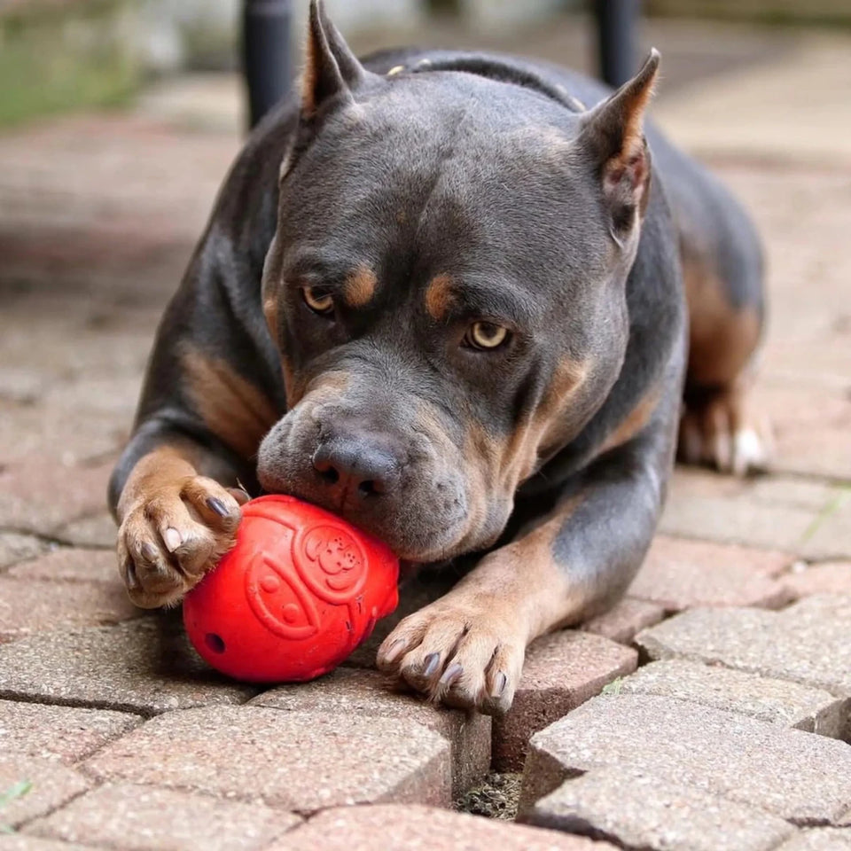 SN Rocketman Durable Rubber Treat Dispenser & Chew Dog Toy - Pets Perfect