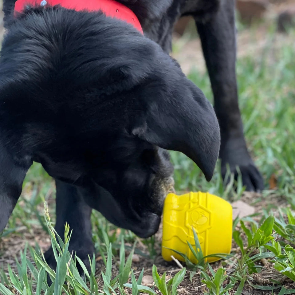Large Honey Pot Durable Rubber Treat Dispenser & Enrichment Dog Toy - Pets Perfect