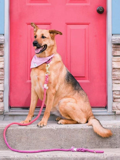 Dog Rope Dog Leash - Sweet Dream