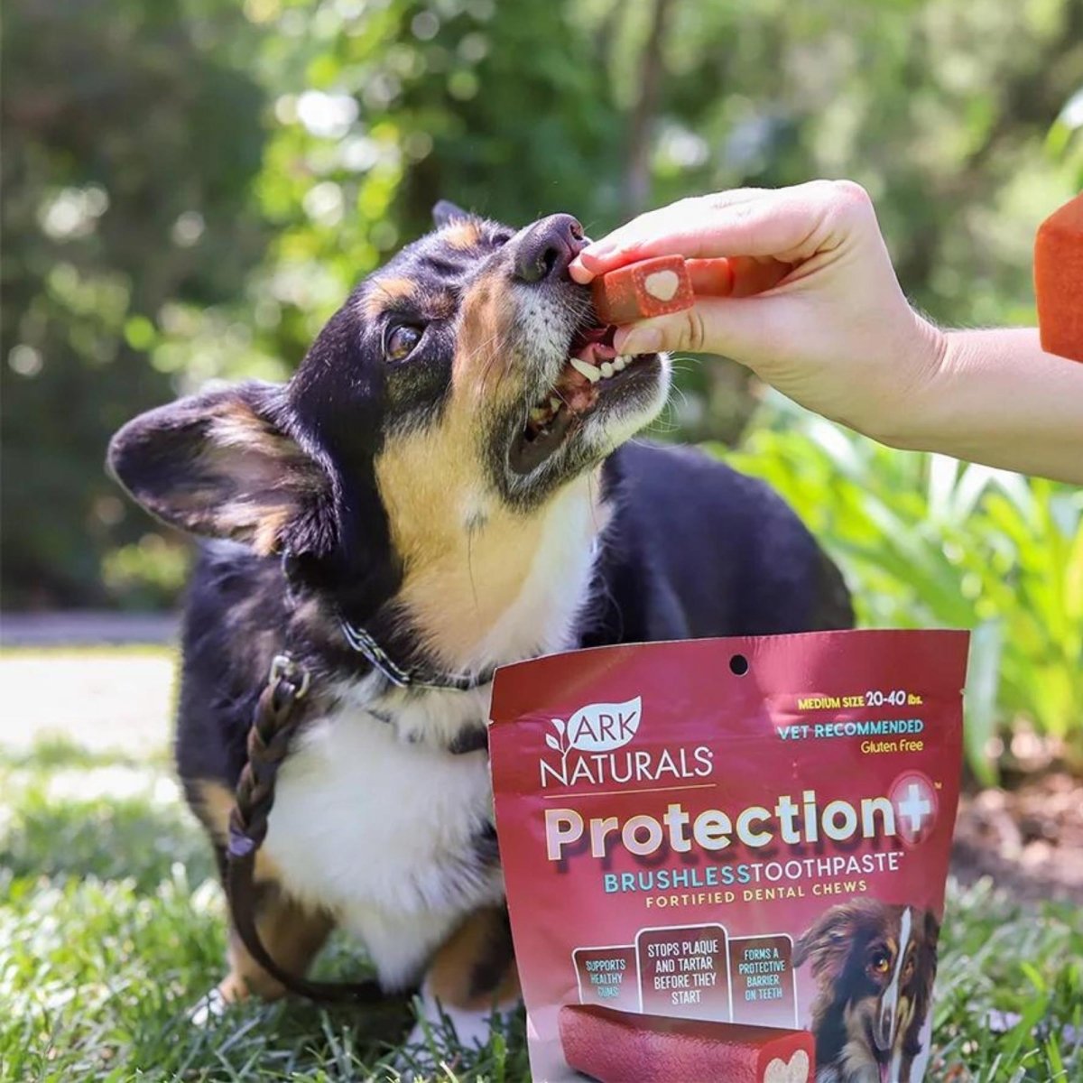 Ark Naturals Protection+ Toothpaste 5 In1 1 Lb 2oz. Bag Medium Chews - Pets Perfect