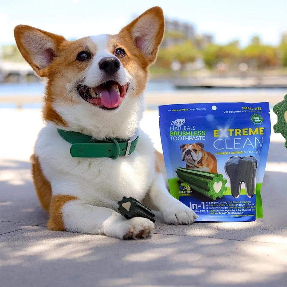 Corgi sitting beside Extreme Clean Small bag holding a green dental chew