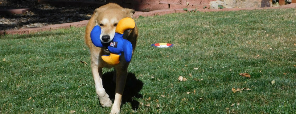 Lucky Dog Star Flyer - 12" Floating Squeaky Frisbee Disc, view 4