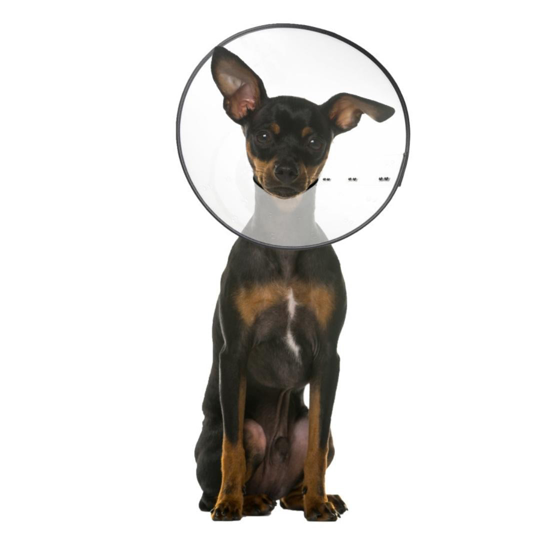 ZenPet E-Clear Plastic Recovery Dog Collar Small