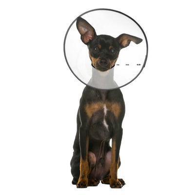 ZenPet E-Clear Plastic Recovery Dog Collar Small