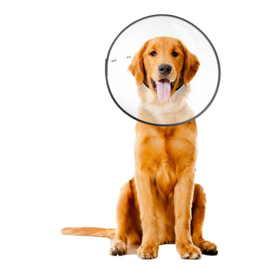 ZenPet E-Clear Plastic Recovery Dog Collar Large