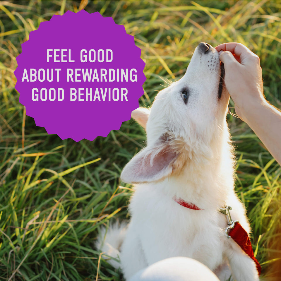 White puppy sits in grass taking a liver treat from a hand, purple badge