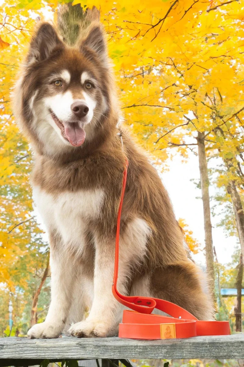 Scarlet Peaks Waterproof Dog Collar, Autumn Red / Flame Orange/17 - 20, view 4