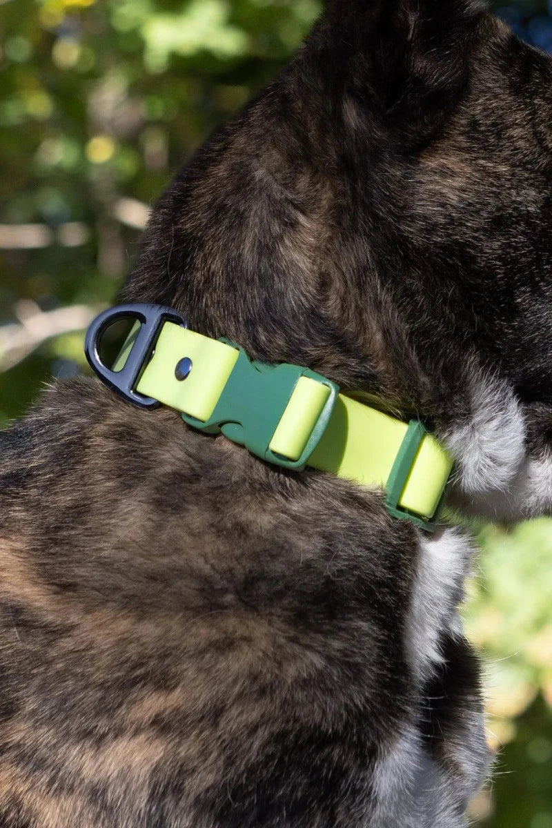 Mossy Pine Waterproof Dog Collar, Chartreuse / Willow Green/Decide Later, view 6