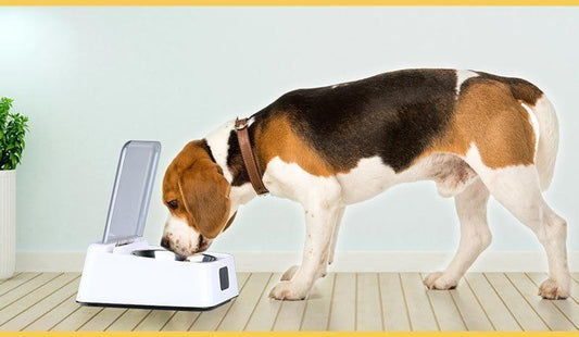 Smartpaws Automatic Moisture-Proof Pet Feeder