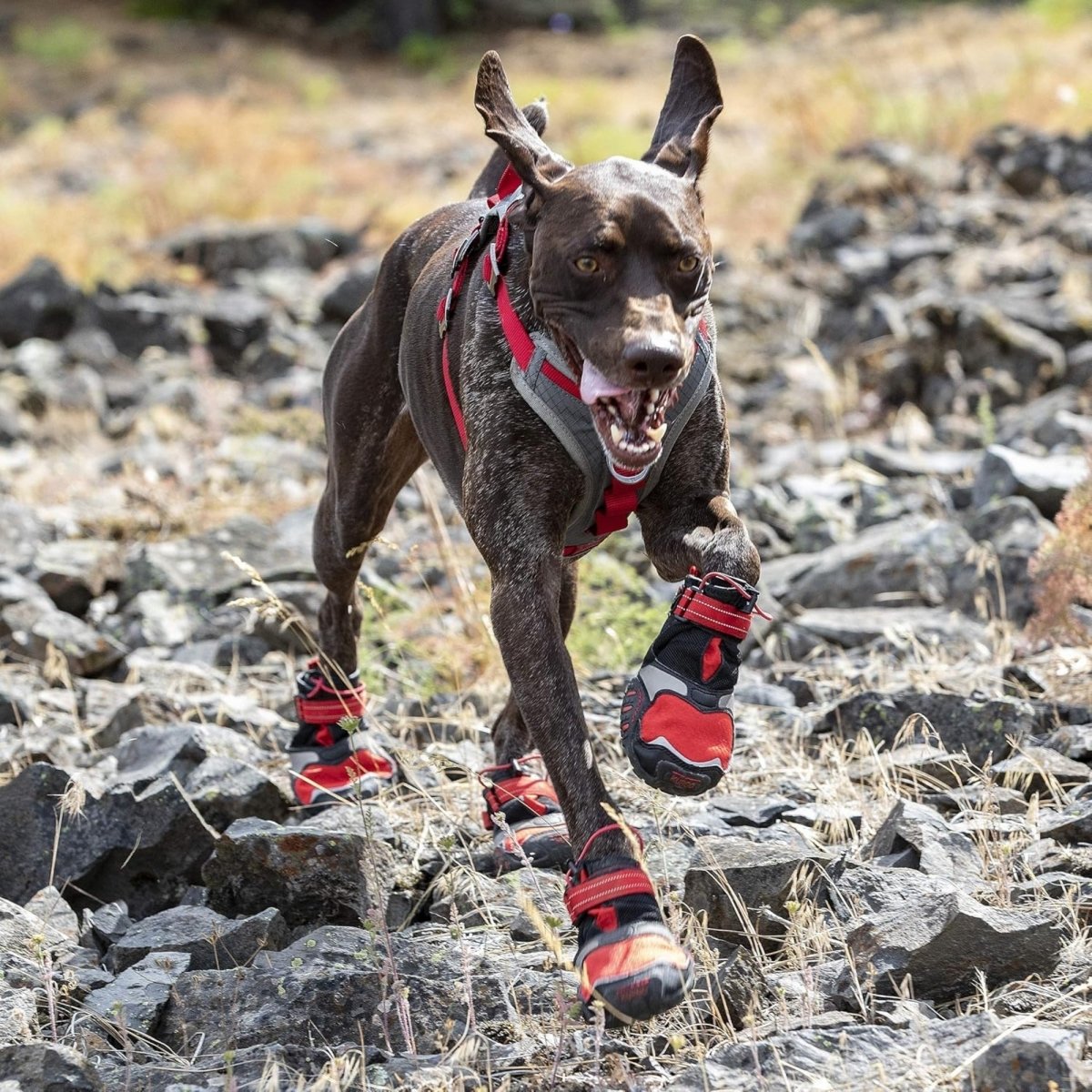 Kurgo Dog Blaze Boots Black & Red Small 2 Pack - Pets Perfect