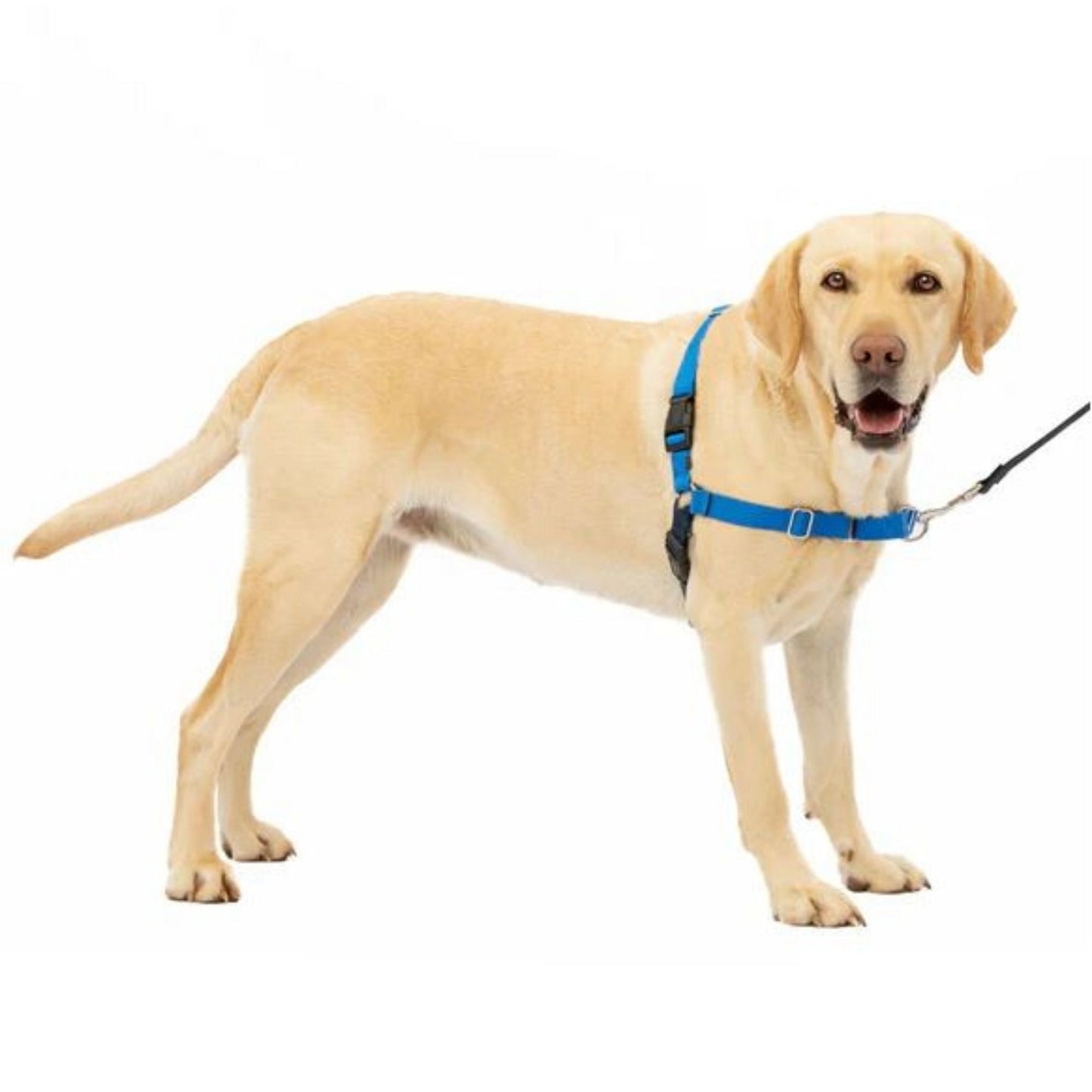 PetSafe Dog Easy Walk Dog Harness, Blue Large, view 4