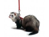 Marshall Pet Products Ferret Harness and Lead Set Red