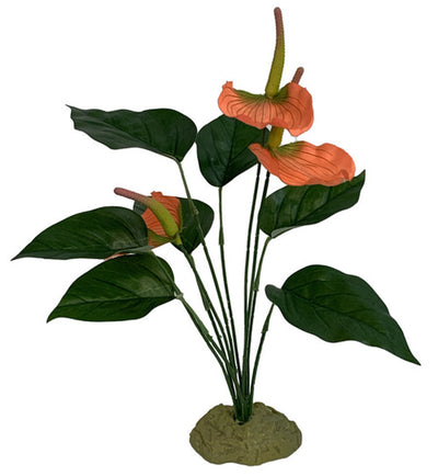 Komodo Anthurium Bush w- Gravel