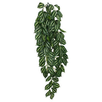 Komodo Two-Toned Leaf Hanging Plant Large 26 in