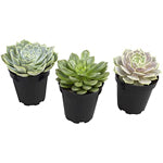 Komodo Desert Succulent Plant - Yellow and Green, 3 Pack