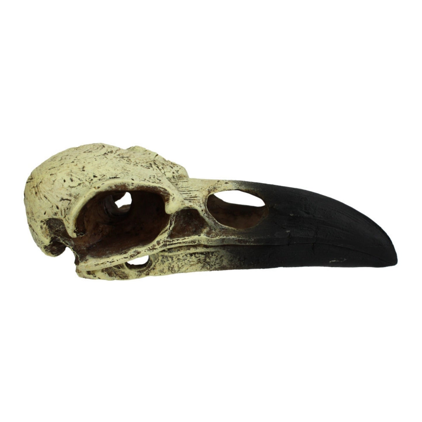 Komodo Raven Skull Hideout, Medium, 6 in