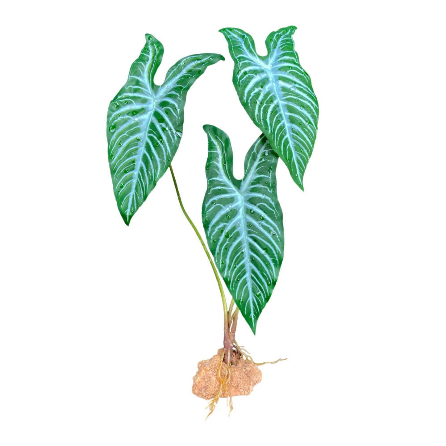 Komodo White Vein Standing Plant for Terrariums, 18 in