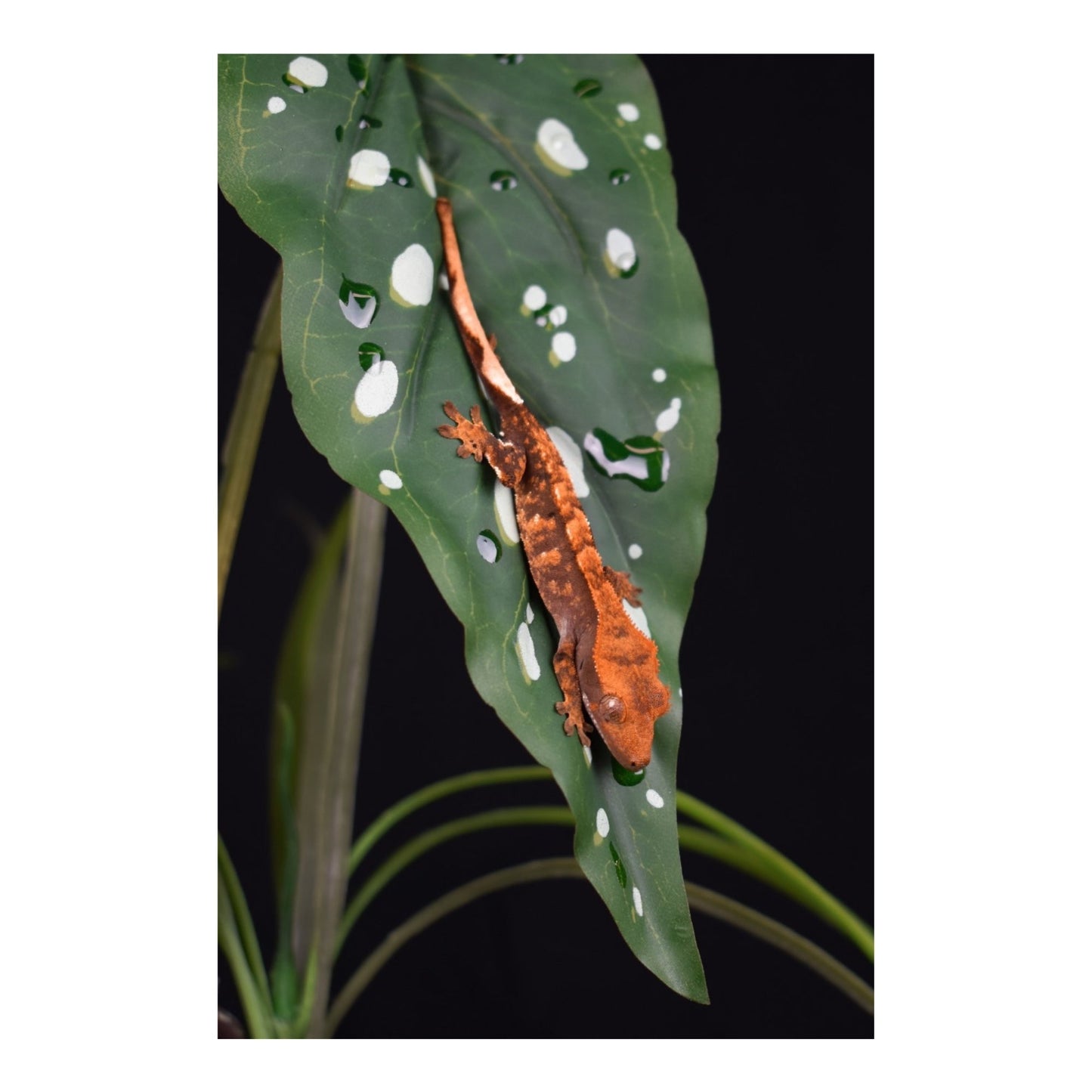 Komodo Spotted Begonia Standing Plant for Terrariums, 18 in