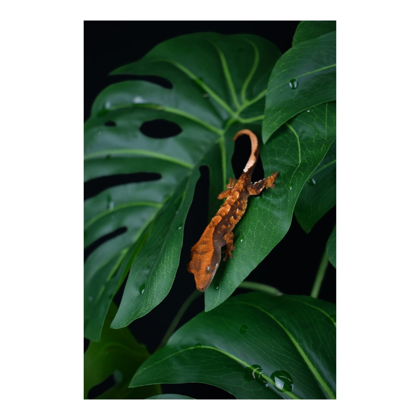 Komodo Monstera Leaf Standing Plant for Terrariums, 18 in