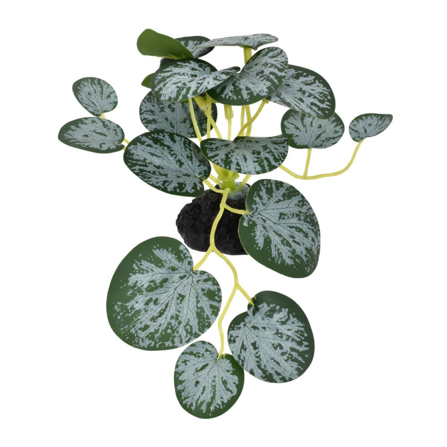 Komodo String of Hearts Plant 3.5 in - Terrarium Decor