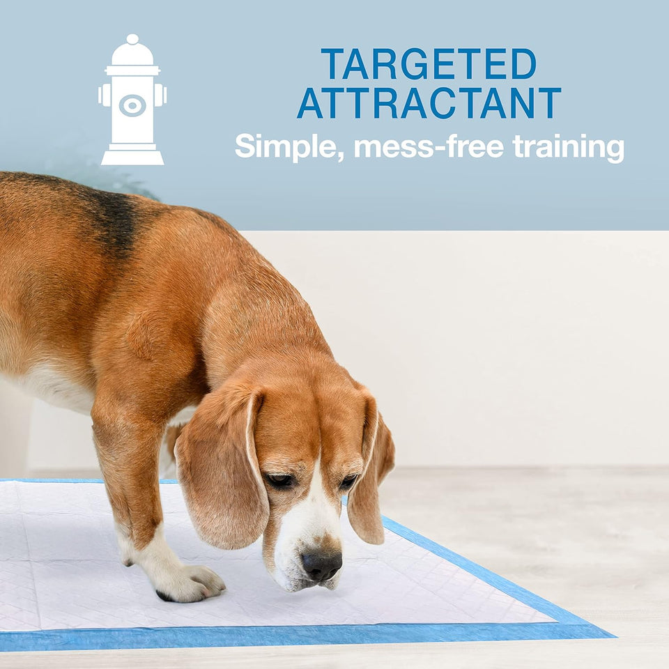 Beagle sniffing pad beside targeted attractant feature callout