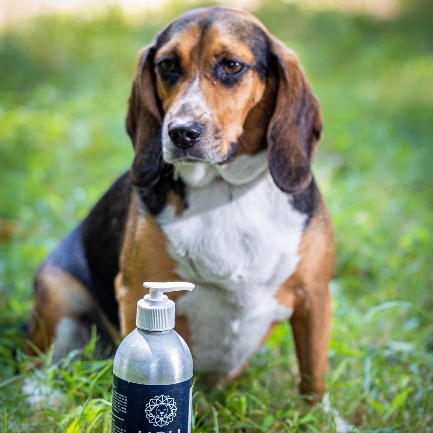Holi Dog & Cat 16oz. Icelandic Salmon Oil - Pets Perfect