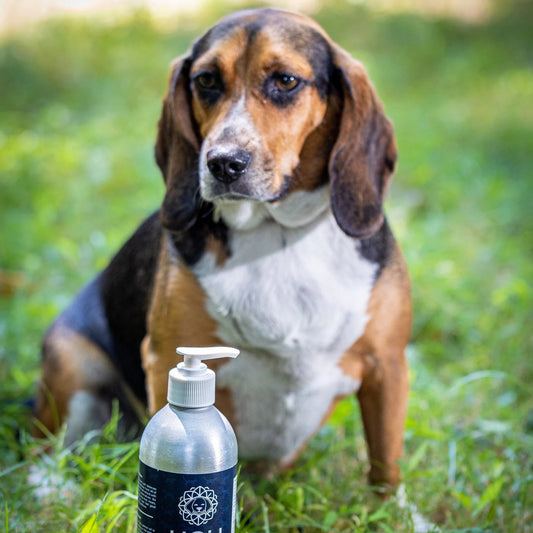 Holi Dog & Cat 16oz. Icelandic Salmon Oil