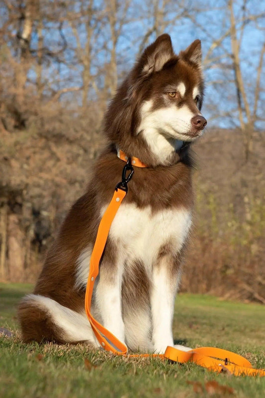 Aria Crimson Glow Waterproof Dog Collar - Bright Orange & Gray Rubber-Coated Collar